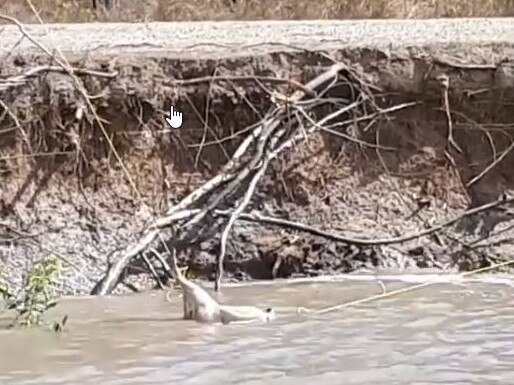 A screenshot from a video of a dead wallaby strung up over the water in an effort to attract crocodiles. Illegal feeding has resulted in an iconic crocodile being removed from the Proserpine River and placed in captivity. Picture: Instagram/mark.normancrocguide