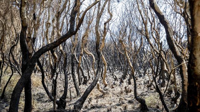 Burnt out vegetation near the scene of ignition point of yesterdays Peregian Beach bushfire which is being treated as suspicious due to the multiple ignition points. Picture: Lachie Millard