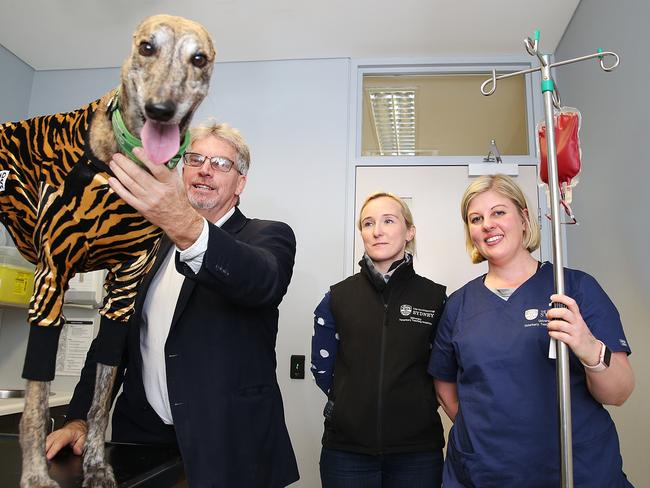 Tiger the greyhound earning her stripes to become a donor to the University Veterinary Teaching Hospital’s canine blood bank. Pic: AAP Image/ Danny Aarons