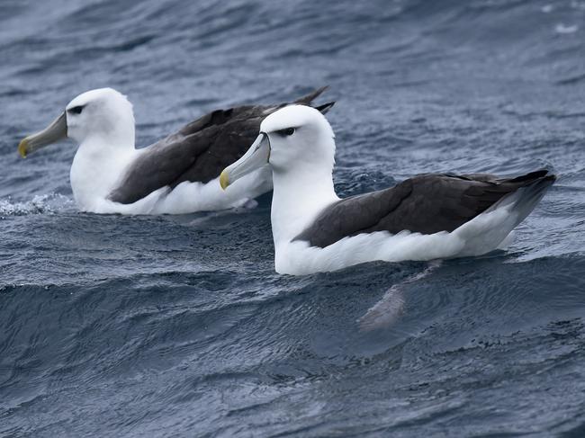 Shy albatross. Picture: ERIC WOEHLER