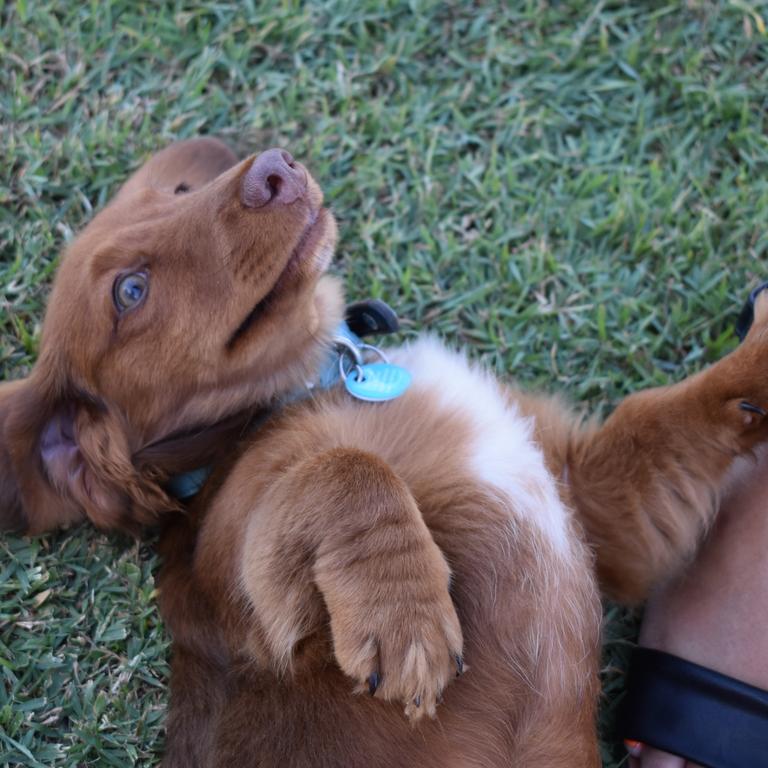 Romeo plays on the grass at the Mackay Dachshunds Christmas Party. Photo: Janessa Ekert
