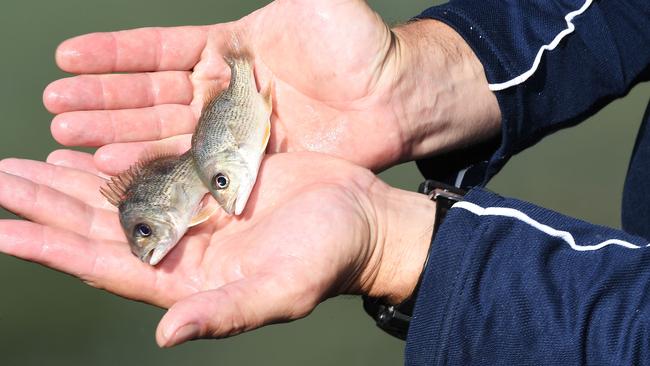 Cameron Hartley Senior Aquacoultre technician   releases 500 Golden Snapper fingerlings into the water and thousands more into the harbour to study the fish and try to reinvigorate the population. Pic Katrina Bridgeford.