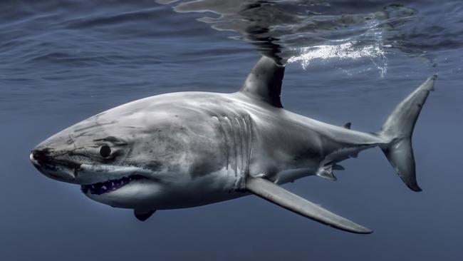 It’s estimated weight was around 1300kg. Picture: RodneyBursiel/mediadrumimages/australscope