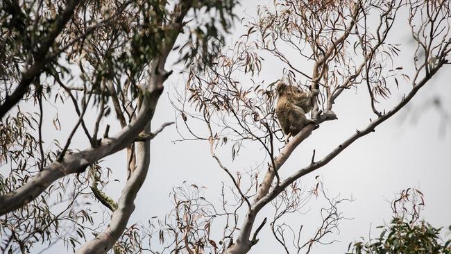 Five years after the Black Summer, koalas are returning to the Snowy Mountains. Picture: Stacey Hedman