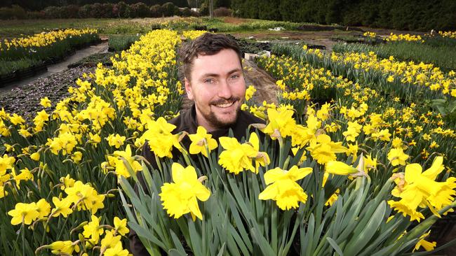 Tim Drewitt left 300 pots of tulips as gifts for visitors at Lillydale Lake. Picture: David Caird.