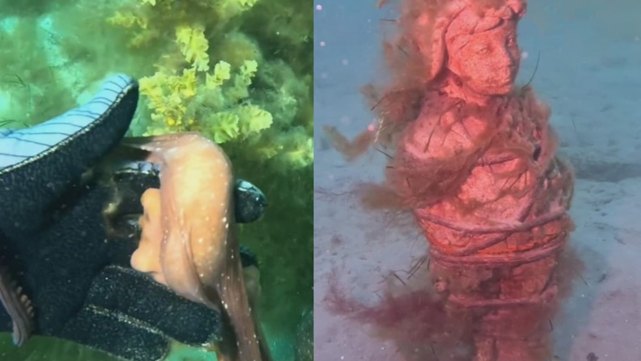 Kids News: octopus leads Aussie diver to underwater shrine | KidsNews