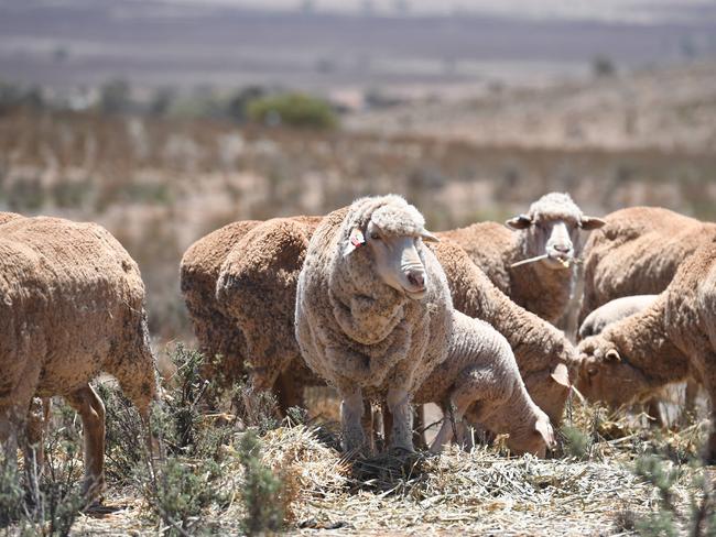 FIGHT FOR THE REGIONS SCENE SETTINGS. Sheep. Hand feeding. Drought. Peterborough. Picture: Tricia Watkinson