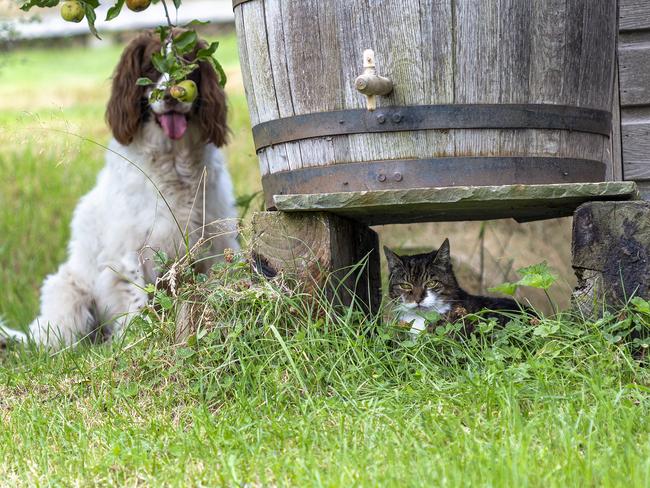 Misty the spaniel desperately wanted to play hide and seek with Nala. Picture: Kim Horstmansh/Comedy Pets