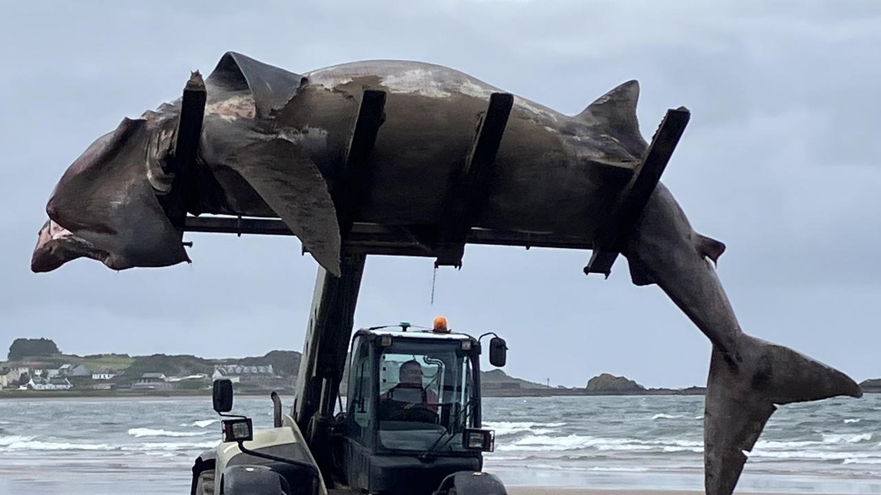 Forklift used to haul massive shark