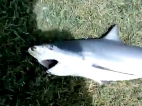 An 86cm bull shark was caught in Currumbin Creek this week. Picture: Supplied.