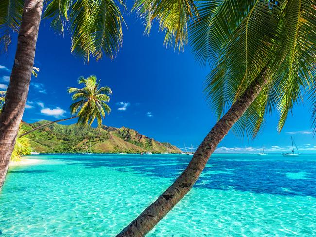 Palm trees on a tropical beach with a blue sea on Moorea, Tahiti islandPhoto - istockEscape 19 Jan 2025