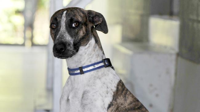 A mini greyhound dog — among the dogs in a Surfers Paradise high rise.