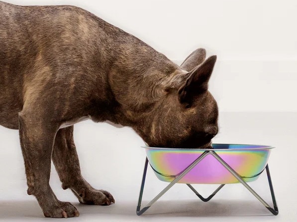 Bendo WOOF Dog Bowl. Image: Bendo