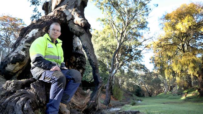 Ronald Bellchambers of the Brownhill Creek Association at the Kaurna Shelter Tree on Wirraparinga Loop Trail. Picture: Dean Martin