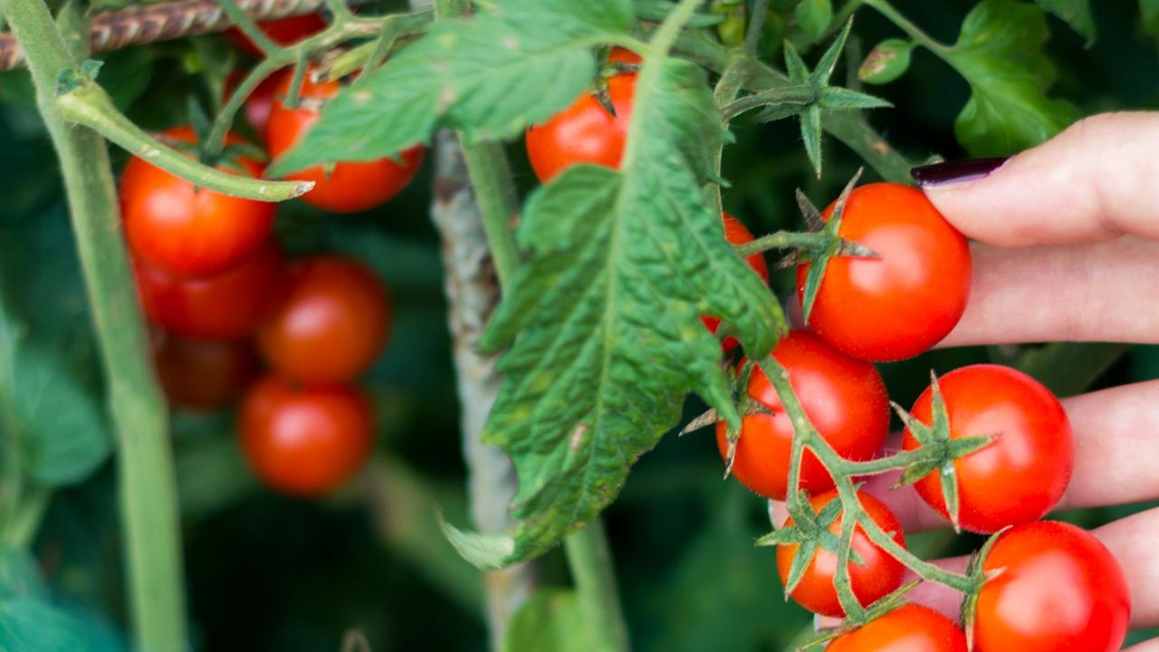 Predicted El Nino temperatures could play havoc with fruit and vegetable prices.