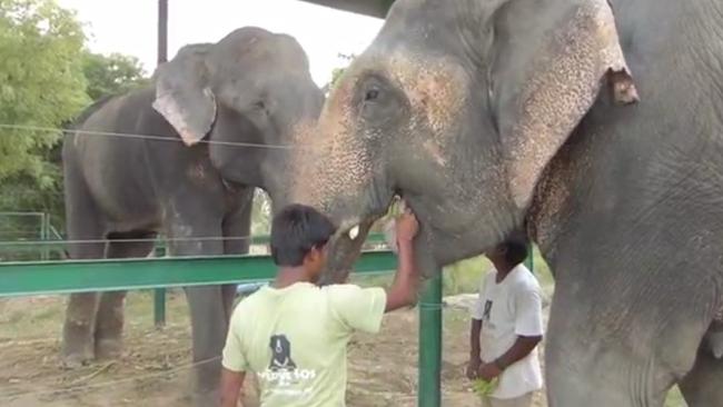 Raju meets his new family for the first time in this heartwarming moment. Credit: Press People/Wildlife SOS