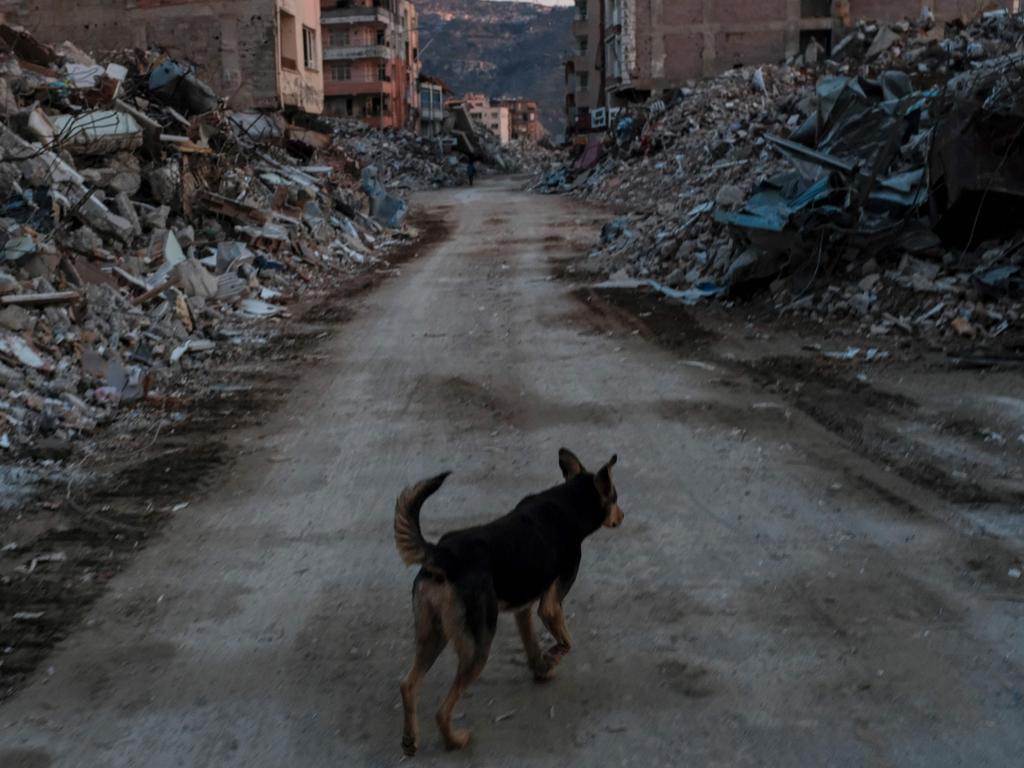 Animal rescue stories are a balm for the country, which has been left in shock by the worst natural disaster in Turkey’s post-Ottoman history.