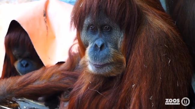 Victorian schookids ask government to help orang-utans