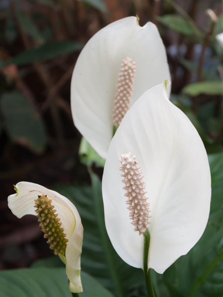 Best indoor plants: What plant should you grow? | The Advertiser