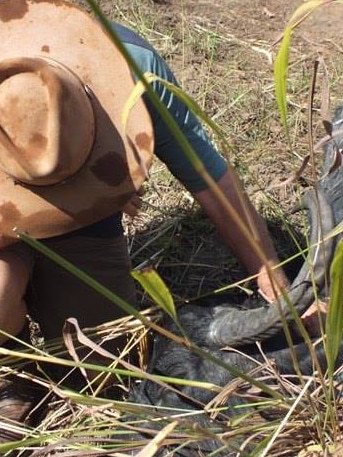 Buffalo farmer Geoff Arthur kneels over the slain cow ‘Blue’ in 2015.