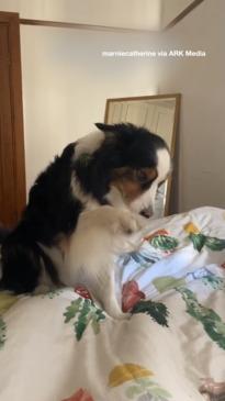 Polite dog wakes people up in a sweet way