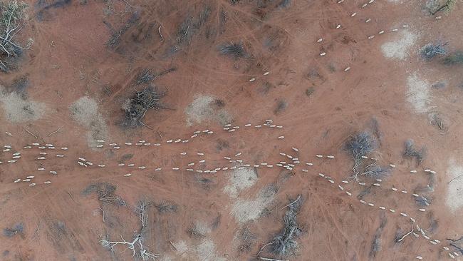 Drought ravaged north west NSW is battling through one of the worst dry spells in history. This aerial image shows wandering sheep looking for food at James Foster's property 90km west of Walgett. Picture: Sam Ruttyn.