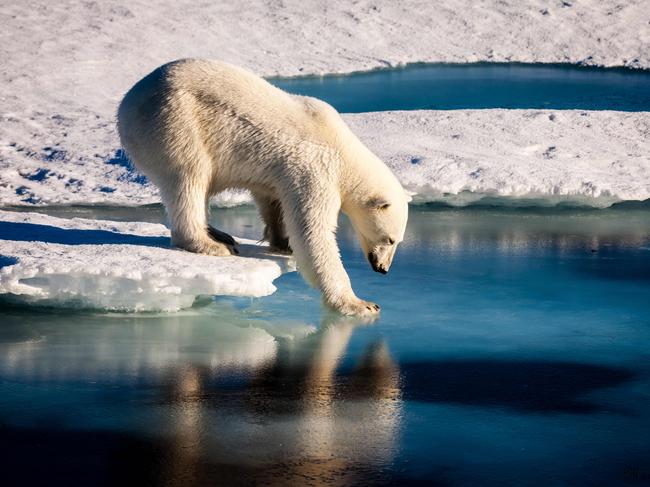 (FILES) This file photo taken on August 22, 2015 shows a handout photo provided by the European Geosciences Union of a polar bear testing the strength of thin sea ice in the Arctic. President Donald Trump's administration is poised to announce the United States' withdrawal from the Paris climate agreement, US media reported on May 31, 2017. According to the Axios website, the first to break the news citing two sources with direct knowledge of the matter, Trump has reached a decision to pull out of the landmark deal on cutting global carbon emissions to curb global warming.Several US media including CNN, CBS, ABC and Politico also reported that the White House was expected to announce a withdrawal from the 2015 accord once details of the process have been worked out.  / AFP PHOTO / European Geosciences Union / Mario HOPPMANN / RESTRICTED TO EDITORIAL USE - MANDATORY CREDIT "AFP PHOTO / MARIO HOPPMANN / EUROPEAN GEOSCIENCES UNION"- NO MARKETING NO ADVERTISING CAMPAIGNS - DISTRIBUTED AS A SERVICE TO CLIENTS