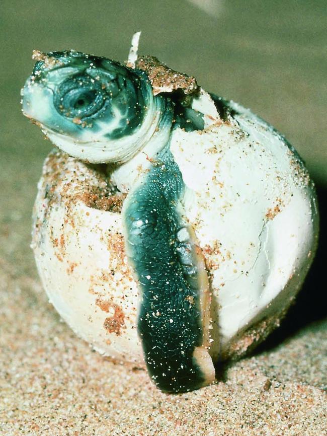 Turtle hatching, Heron Island. Picture: Peter Lik