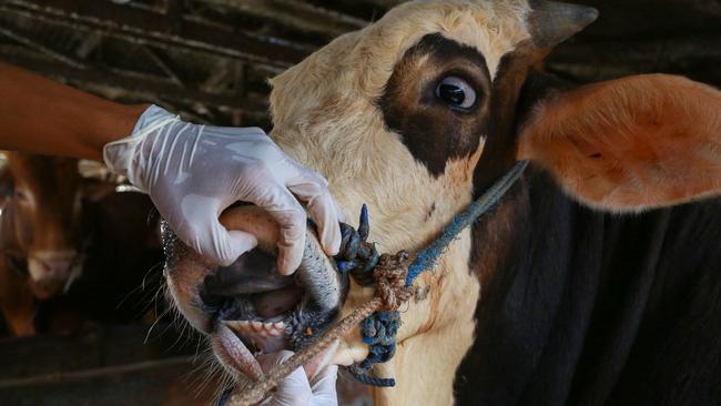 A veterinarian inspects cattle for Foot and Mouth Disease in Indonesia. Picture: PERDIANSYAH / AFP