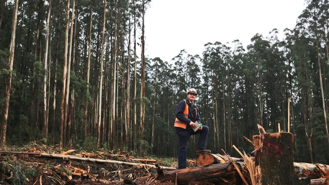 Establishing the Great Forest National Park would prove a savage blow for the timber industry. Picture: Aaron Francis