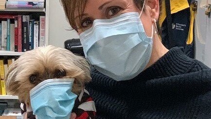 ‘Pandemic hero’ named Australia’s top office dog