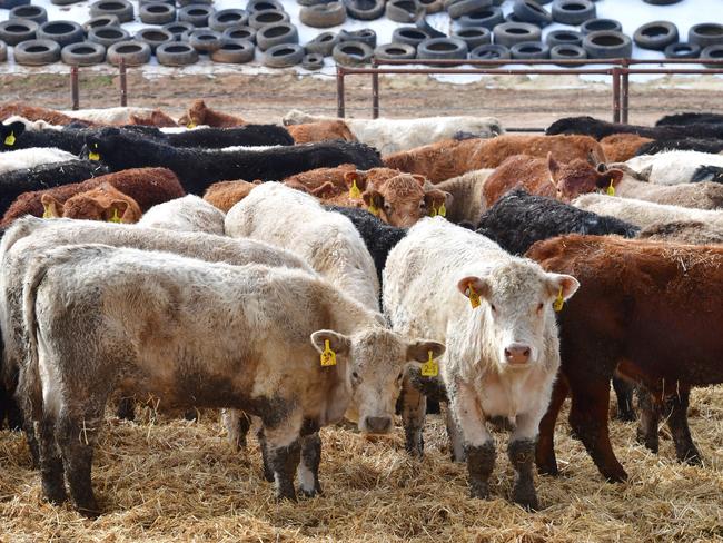 CROPS: Cropping and beef farmer Jason PalmerCropping and beef farmer Jason PalmerPICTURED: Feedlot. Beef cattle. Generic feedlot. Factory farming. PICTURE: ZOE PHILLIPS