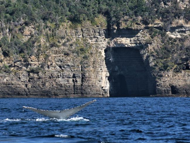 A Whale tail seen from one of the Pennicott Wilderness Journeys’s Tasman Island cruises. Picture: Pennicott crew member Ange Anderson