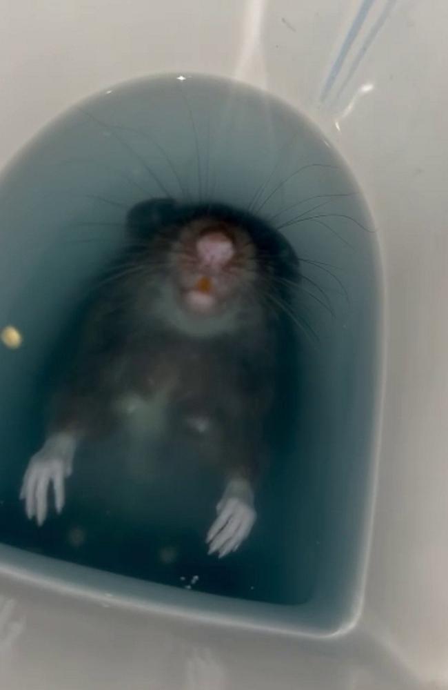 A professional rat catcher has revealed the moment a woman discovered a rodent was hiding inside her toilet – while she was on the loo. Picture: SWNS