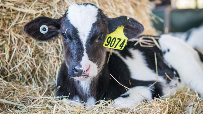 The Raphael family milk 1000 Holstein cows.