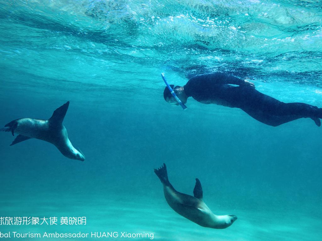 Huang Xiaoming snorkelling among sea lions. Picture: South Australian Tourism Commission