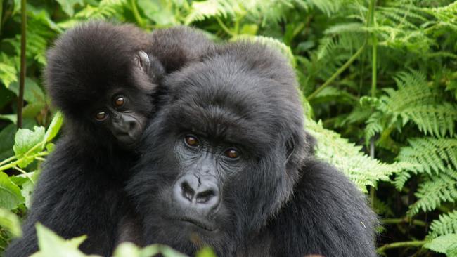 Mountain gorillas, Virunga Mountains, Rwanda.