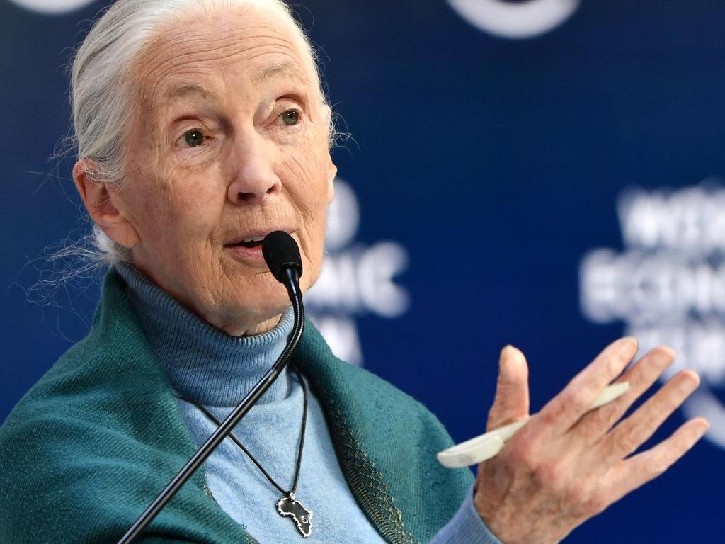 Dr Jane Goodall. Picture: AFP