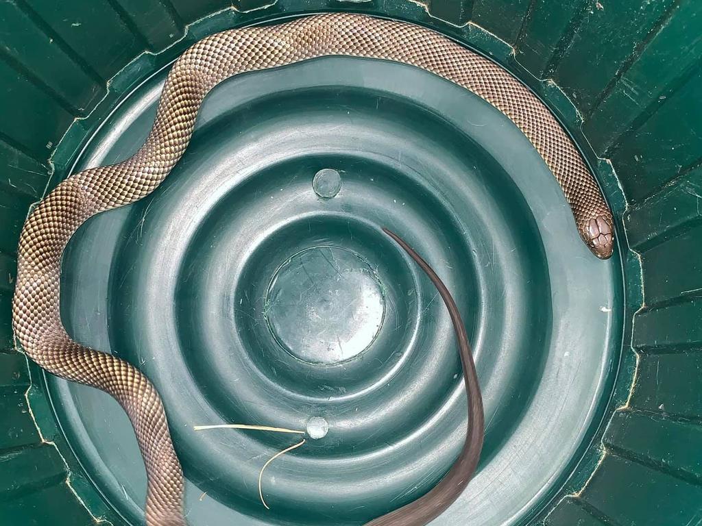 The king brown snake captured by Rex Neindorf.