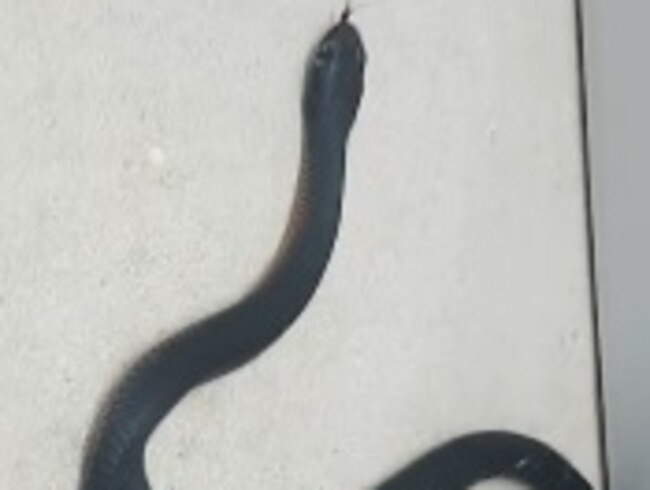 The red bellied black snake found in Schofields on April 18. Picture: Australian Snake Catchers