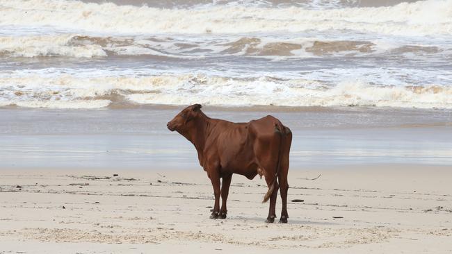 Cowabunga! Surf’s up for beach bovines at Duranbah. This lucky cow surfed into the sand after being washed out the Tweed Rivermouth. Picture: Glenn Hampson