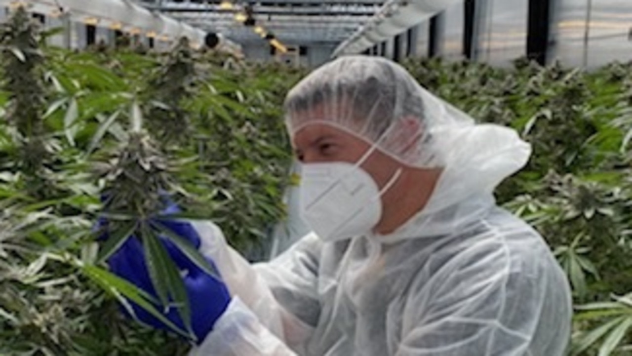 $400m cannabis farm to create 1000 jobs