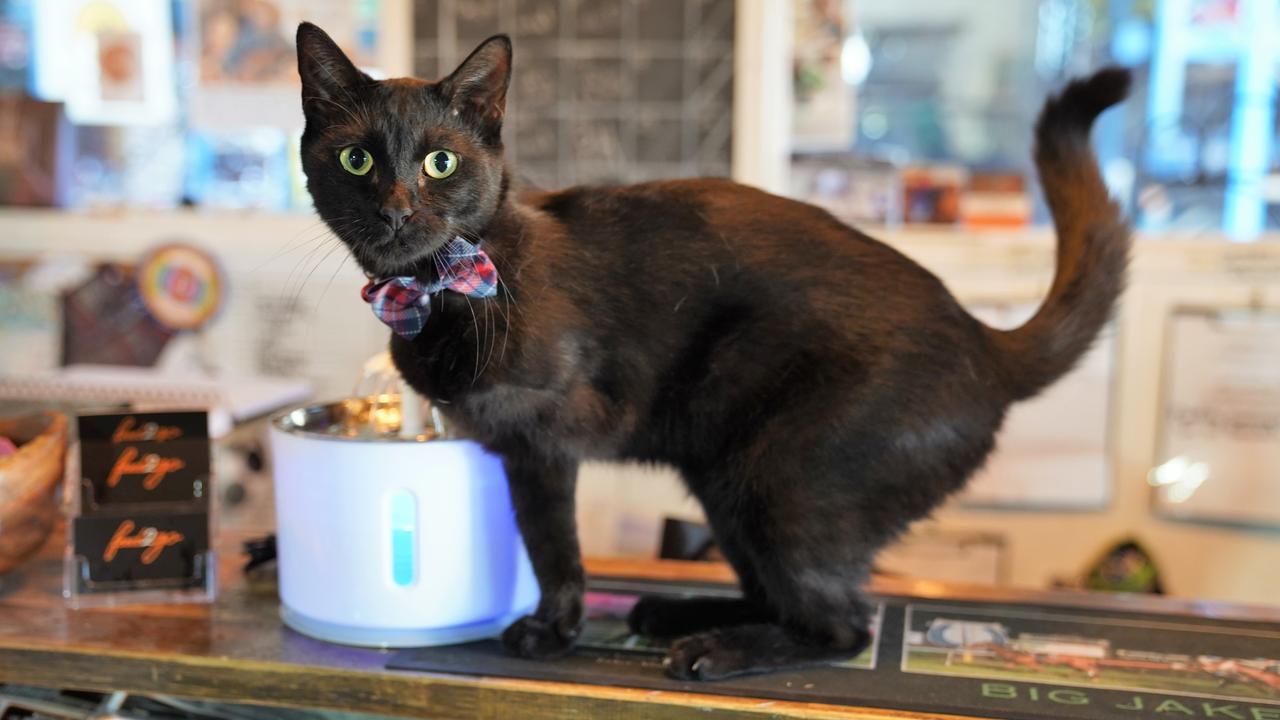 feed-2-go-three-legged-rescue-cat-finds-home-at-townsville-animal-feed