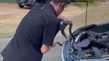 The snake being removed from April Werz's car