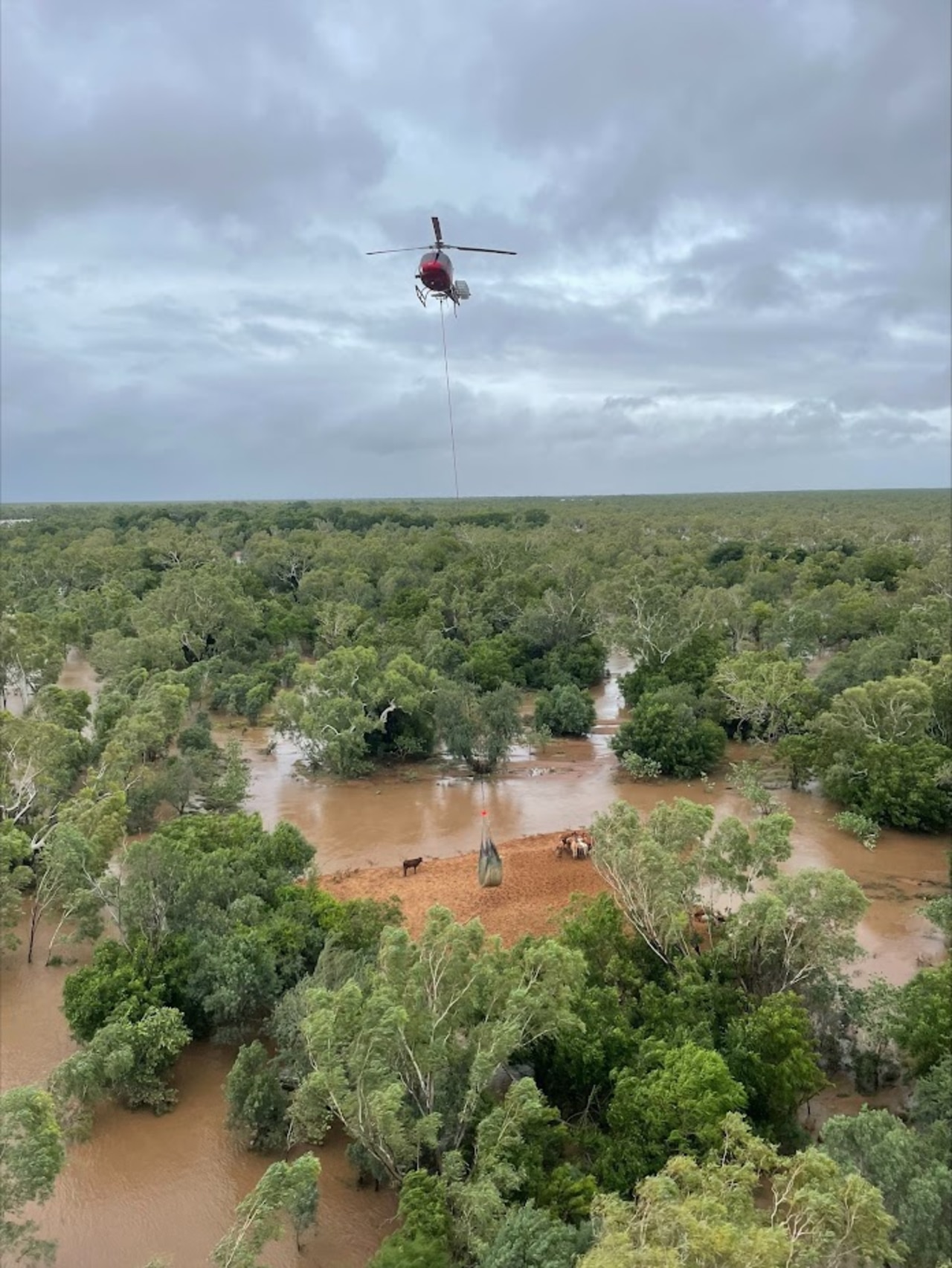 Trapped livestock being flown to safety in the Kimberly. Picture: DFES