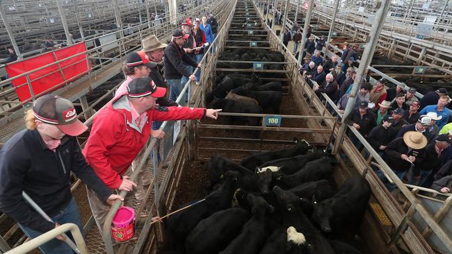 A new national indicator has been launched for cattle. Picture: Yuri Kouzmin