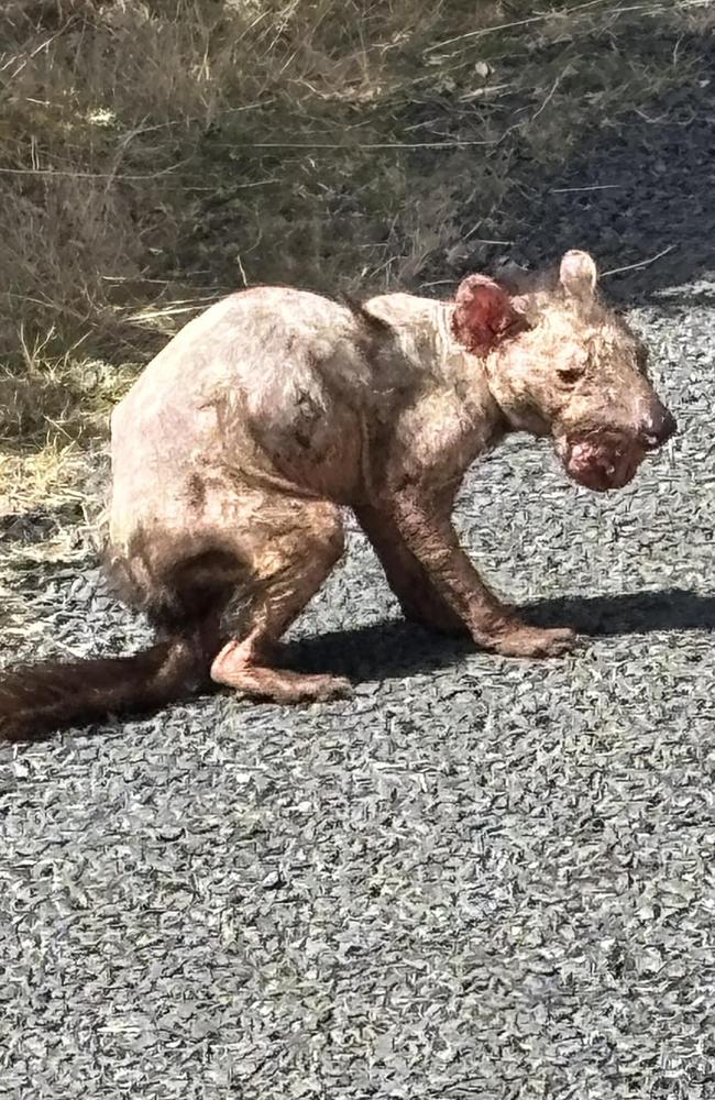 Shocking footage of a devil with what appears to be a severe case of devil facial tumour disease at a farm at Table Cape. Picture: Facebook/Table House Farm