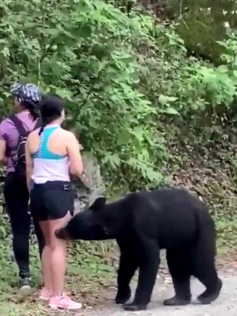 The black bear continued to sniff the woman