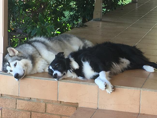 WINNIE TUCKER: It’s a dog’s life. Winnie and Tucker are the best of friends and happy just hanging out together.