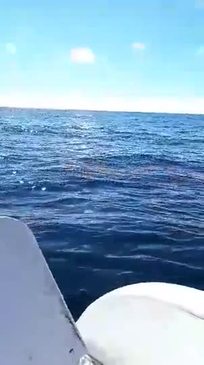 Noosa great white shark